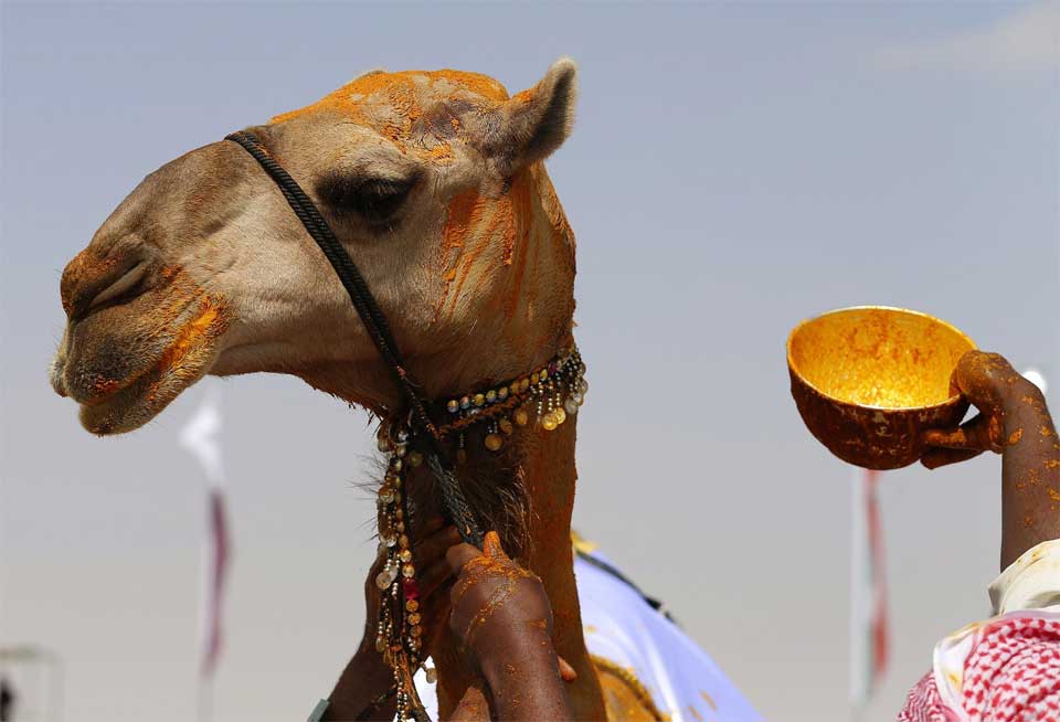 This camel won a beauty contest in the United Arab Emirates in 2016 and was covered with saffron in celebration